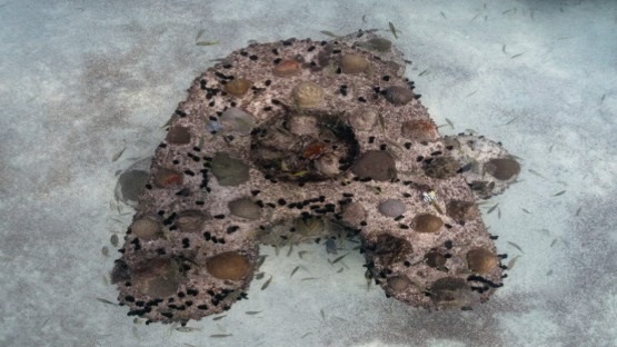 Reef Workframe for Coral Relocation