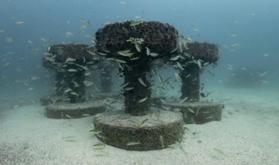 Reef Workframe for Coral Relocation