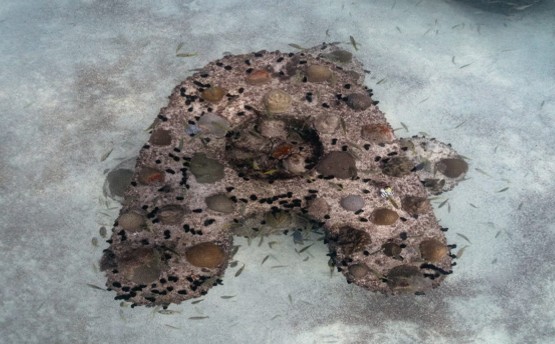 Reef Workframe for Coral Relocation